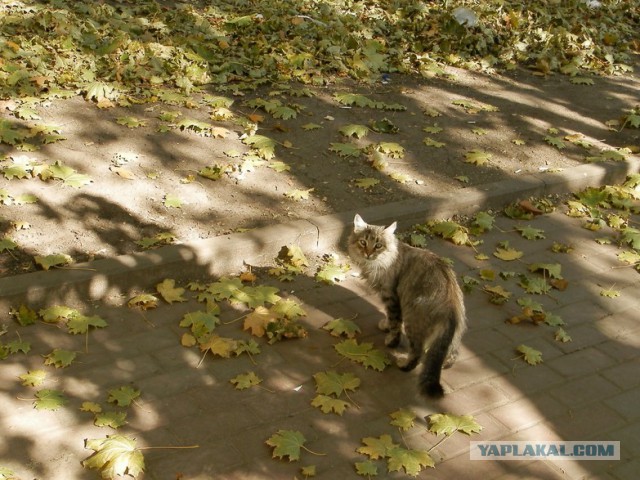Котовторник 7.10.2014