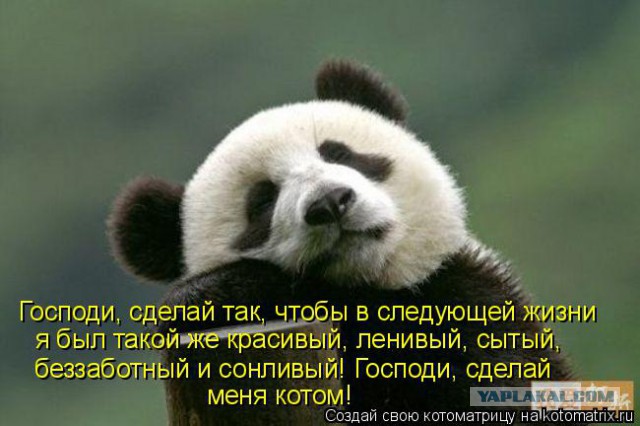 Панды не хотят принимать лекарство)