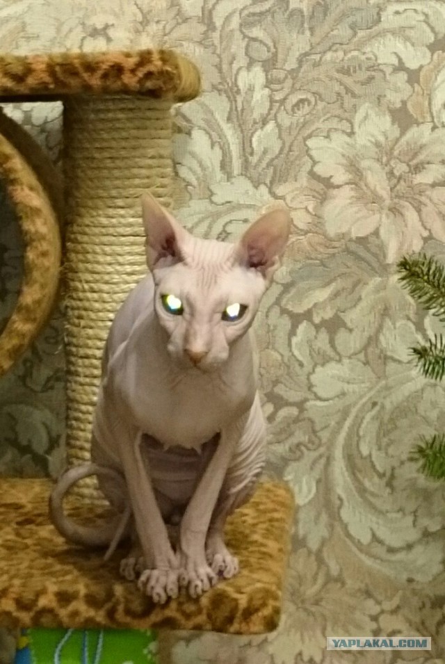 Котовторник