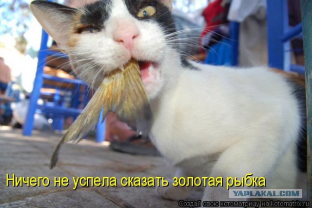 Очередная подборка приколов