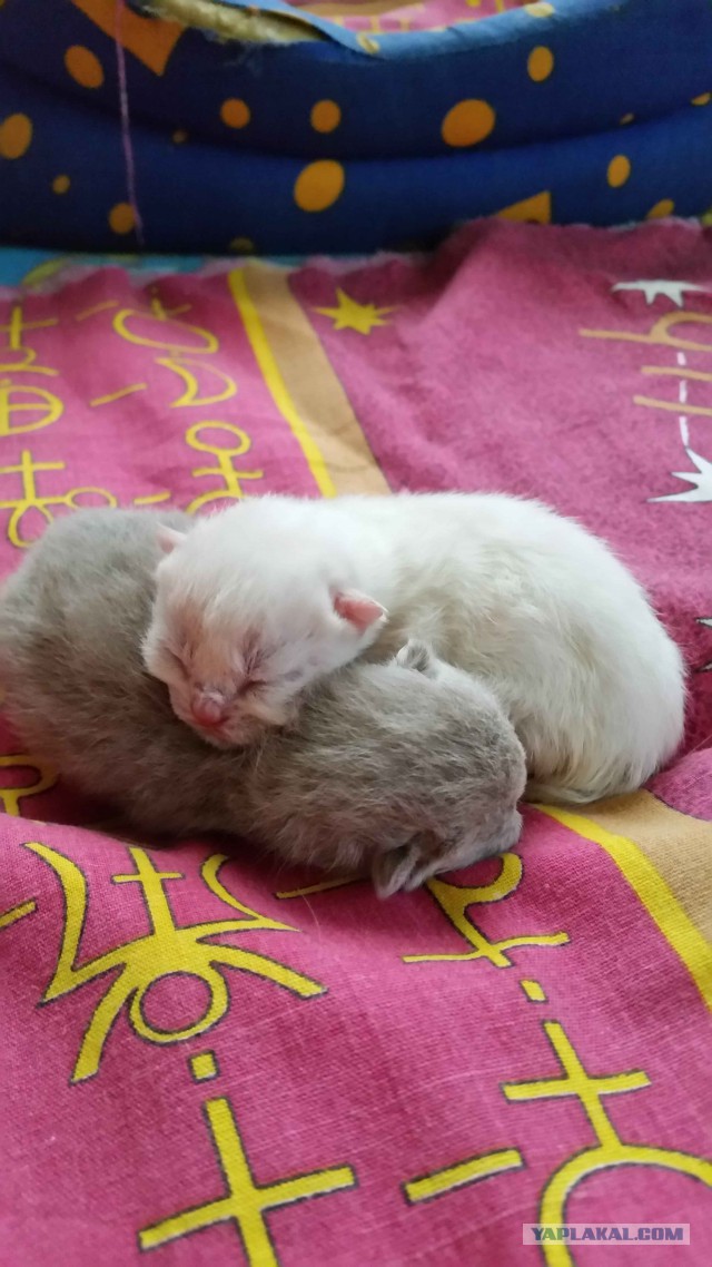 Котовторник