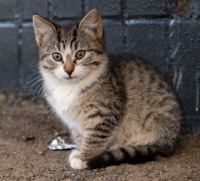 Котовторник  21.07.2015