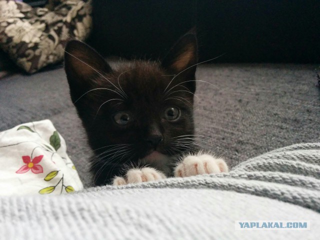 Котовторник 20.10.2015