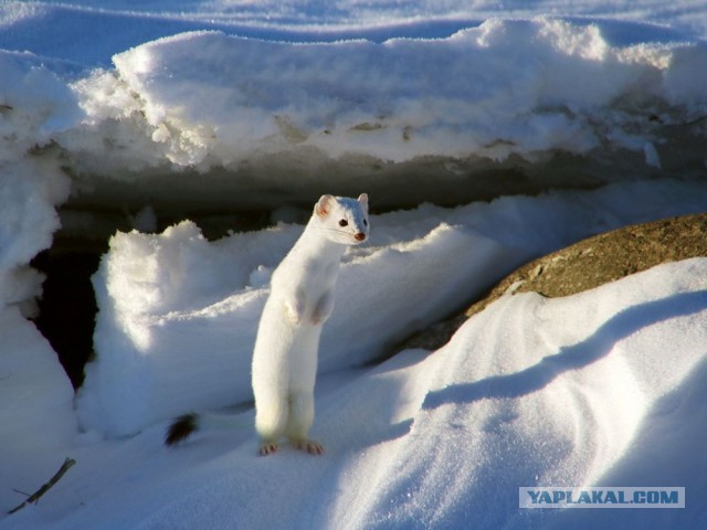 15 лучших кадров января от National Geographic