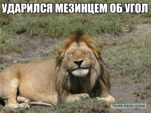 Веселые картинки