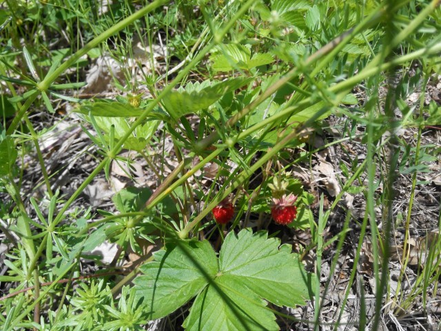 Я узнал, что у меня есть огромная семья