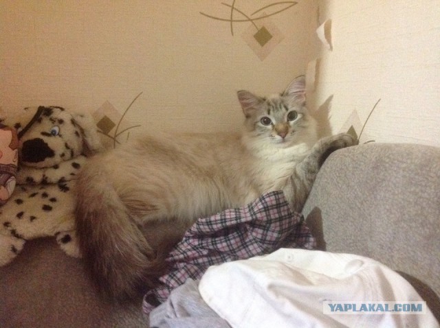 КотоВторник 26.04.2016
