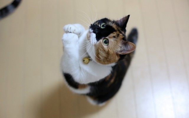 Котовторник 03.05.2016