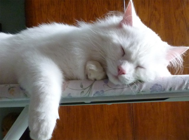 Котовторник 07.06.2016