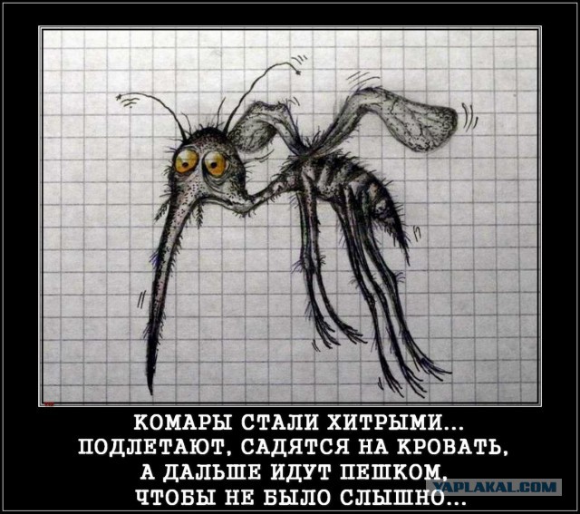 Жало комара