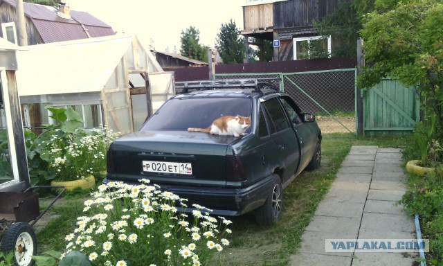 На дачу в любимой коробке
