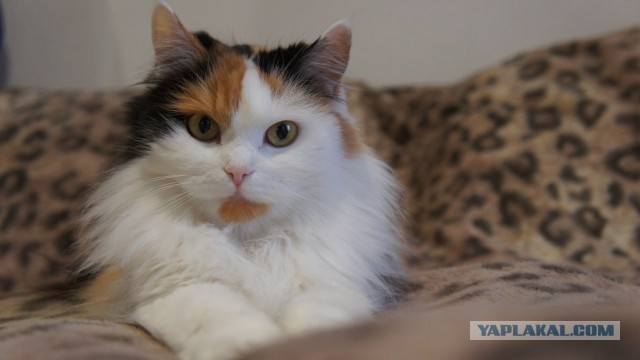 Невероятная кошка Алиса с шерсткой цвета мрамора