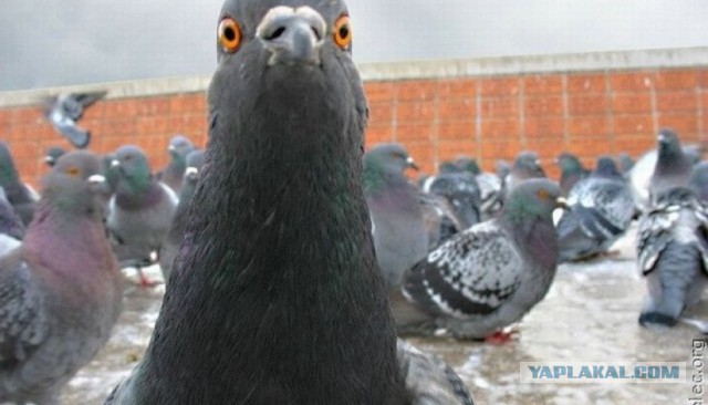 Птиц засасывает вместе с зерном на хлебозаводе