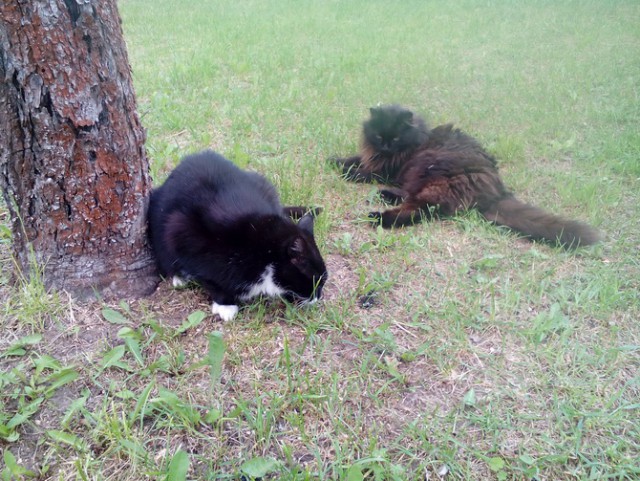 Котовторник 08.11.2016