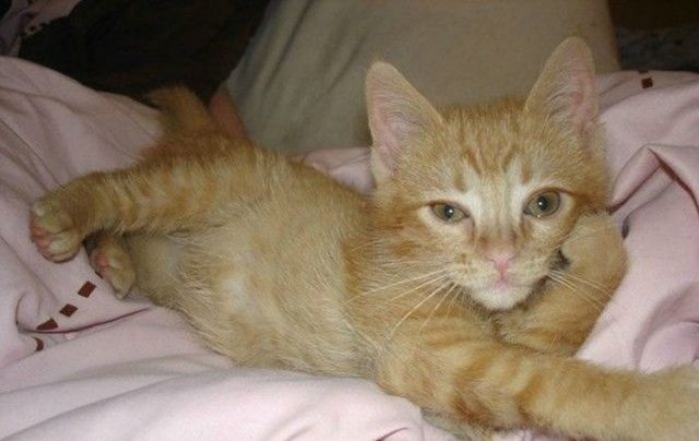 Коты из сети