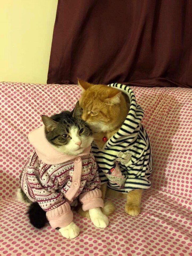 Коты из сети