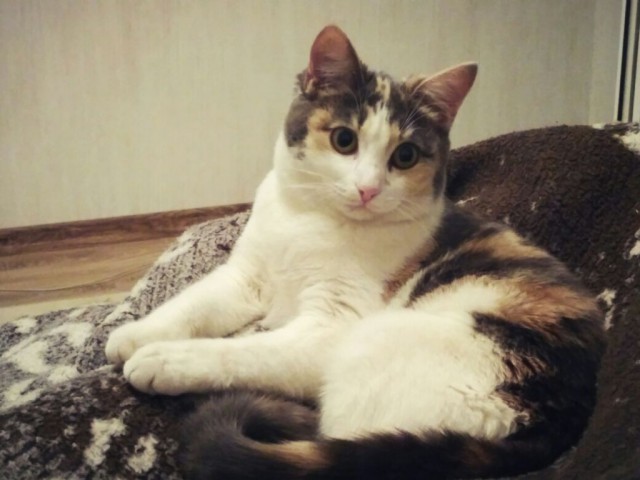Коты и Кошки