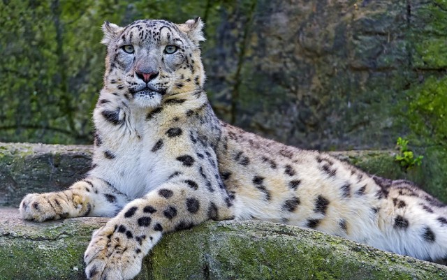 Коты и Кошки