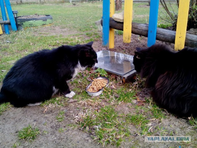 Котовторник 13.06.2017