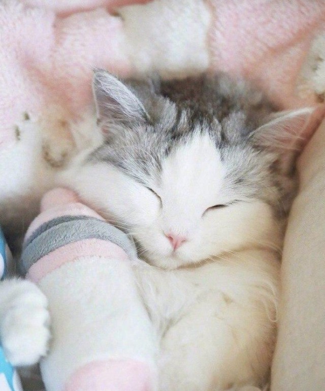 Коты и Кошки