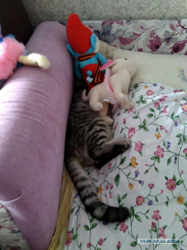 Котовторник 29.08.2017