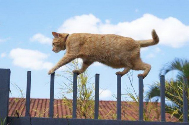 Коты и Кошки