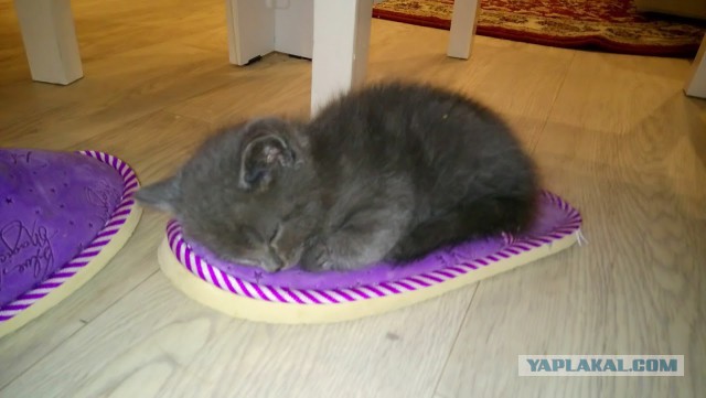 Как спят наши странные коты