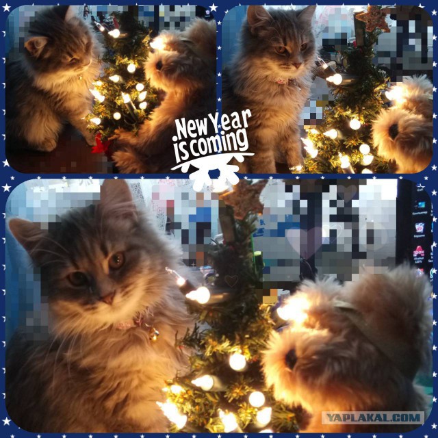 Котовторник  23.01.2018