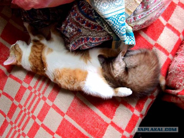 Котовторник 20.02.18