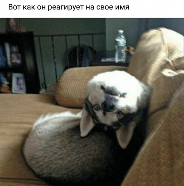 Живность из сети
