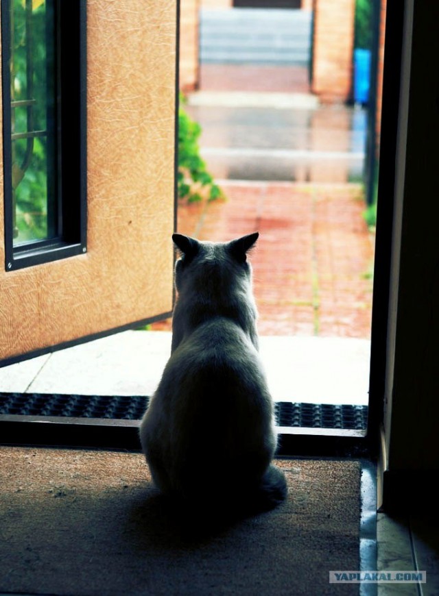 Котовторник (06.01)