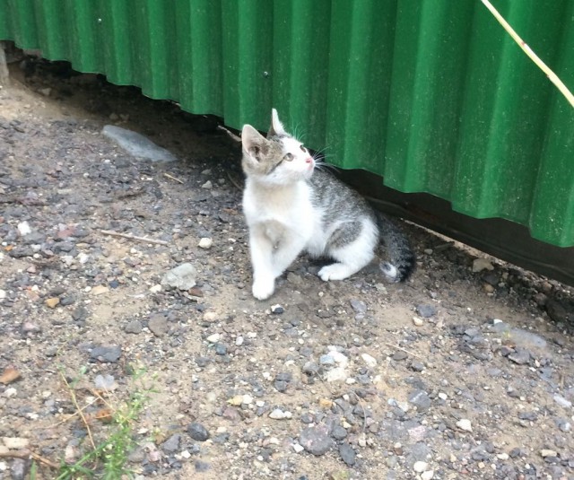 Прикольных котов пост
