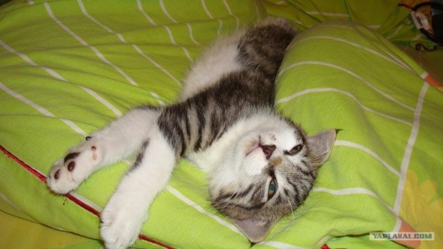 Котовторник стартует