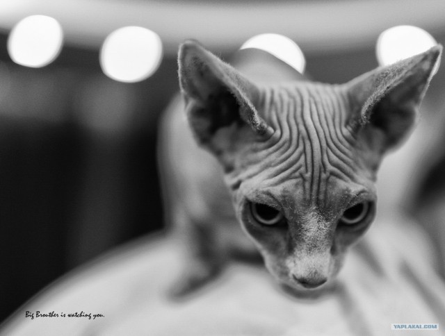 Котовторник! 08.11.11