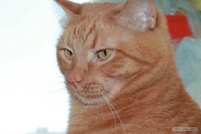 Котовторник (31.01.2012)