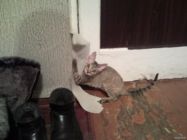 Котовторник 27.03.2012