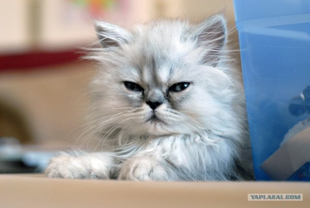 Котовторник  от 3.04.2012