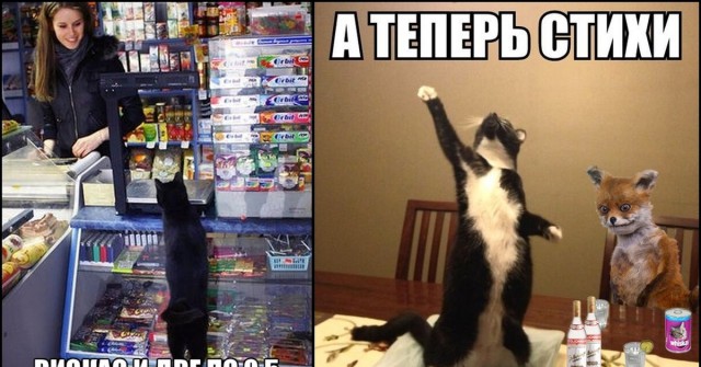 Подборка картинок с котами и про котов