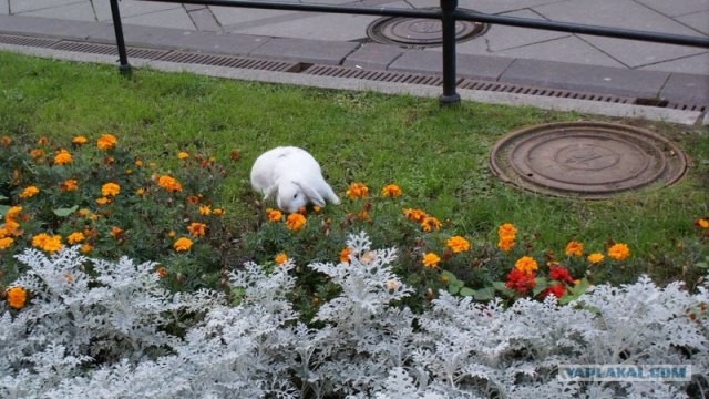 Как я "просрал" воскресенье