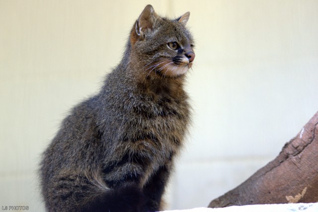 Дикий котовторник