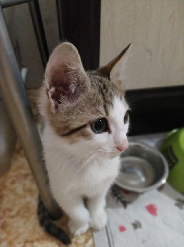 Забавные фото котеек