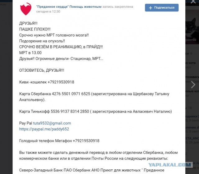 Помогите вернуть кота! Приют "Преданное сердце" украл кота и не отдает!-2