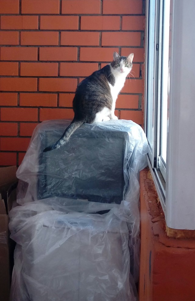 А какие у вас питомцы?