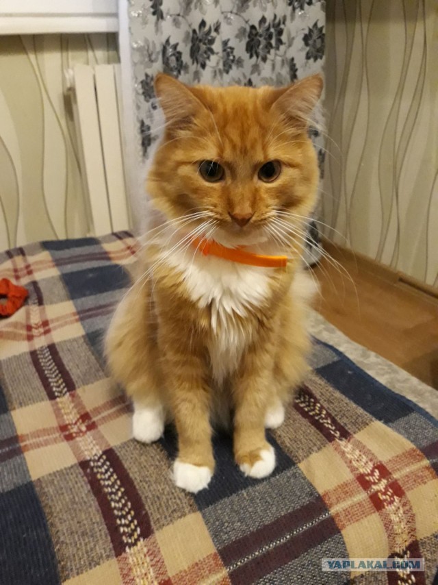 Коты, которые нас порадовали!