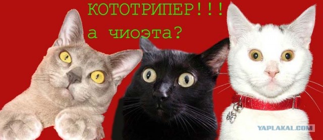 Киса хочет жабы
