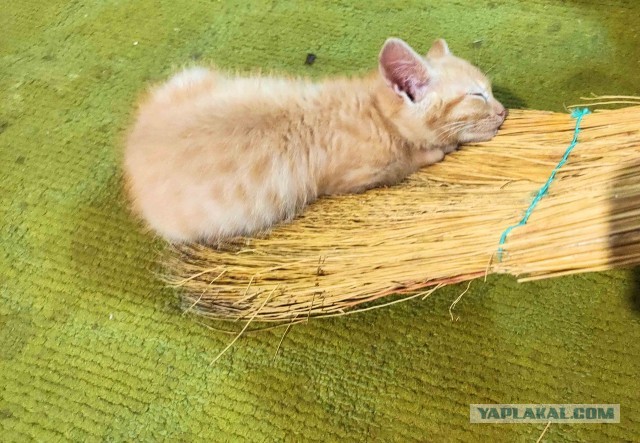 Коты, которые спят где попало и как попало