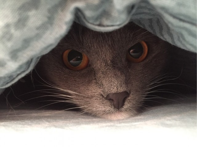 Про котикоф