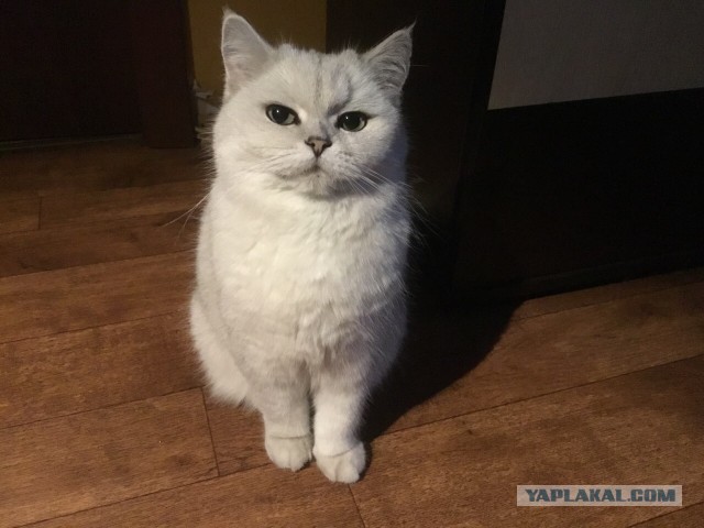 Котовторник. Добавляйте своих