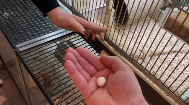 Мужчина нашёл крошечное яйцо в зоомагазине и решил его спасти