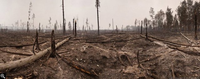 Губернатор Томской области попросит правительство не ограничивать экспорт лесной продукции в Азию